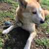 迷子犬の画像