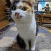 迷子猫の画像