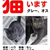 迷子猫の画像