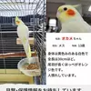 迷子鳥の画像