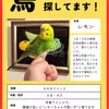 迷子鳥の画像