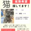 迷子猫の画像