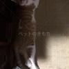 迷子猫の画像