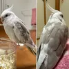 迷子鳥の画像