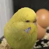 保護鳥の画像