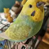 迷子鳥の画像