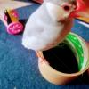 迷子鳥の画像