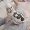 迷子鳥の画像