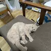 保護猫の画像