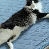 迷子猫の画像