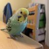 迷子鳥の画像