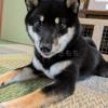 迷子犬の画像