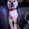 保護犬の画像
