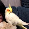 迷子鳥の画像