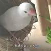 迷子鳥の画像