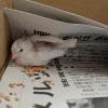 保護鳥の画像
