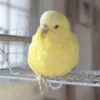 迷子鳥の画像