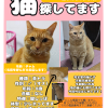 迷子猫の画像