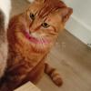 迷子猫の画像
