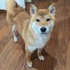 迷子犬の画像