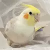 迷子鳥の画像