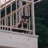 迷子犬の画像