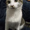 迷子猫の画像