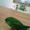 迷子鳥の画像