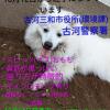 迷子犬の画像