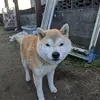 保護犬の画像