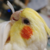 迷子鳥の画像