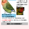 迷子鳥の画像