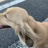 保護犬の画像