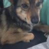 迷子犬の画像