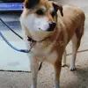 迷子犬の画像