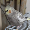 迷子鳥の画像