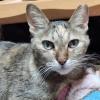 迷子猫の画像