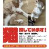 迷子猫の画像