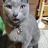 迷子猫の画像