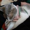迷子猫の画像