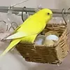 迷子鳥の画像