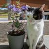 迷子猫の画像