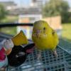 迷子鳥の画像