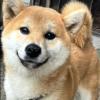 迷子犬の画像
