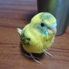 迷子鳥の画像