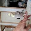 迷子鳥の画像