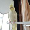 迷子鳥の画像