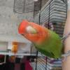 迷子鳥の画像