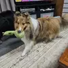 迷子犬の画像