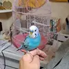 保護鳥の画像